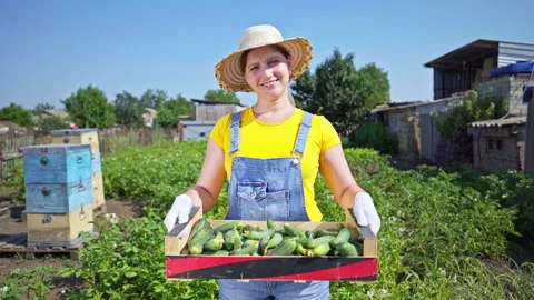Woman with a box of cucumbers. farmer at the plantation shows the harvest. Stock-Footage 135961853