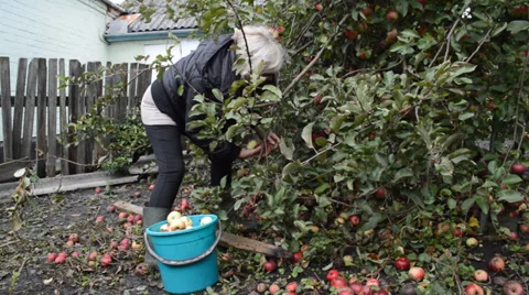 Woman breaks the apples from the tree Stock Footage 30497451