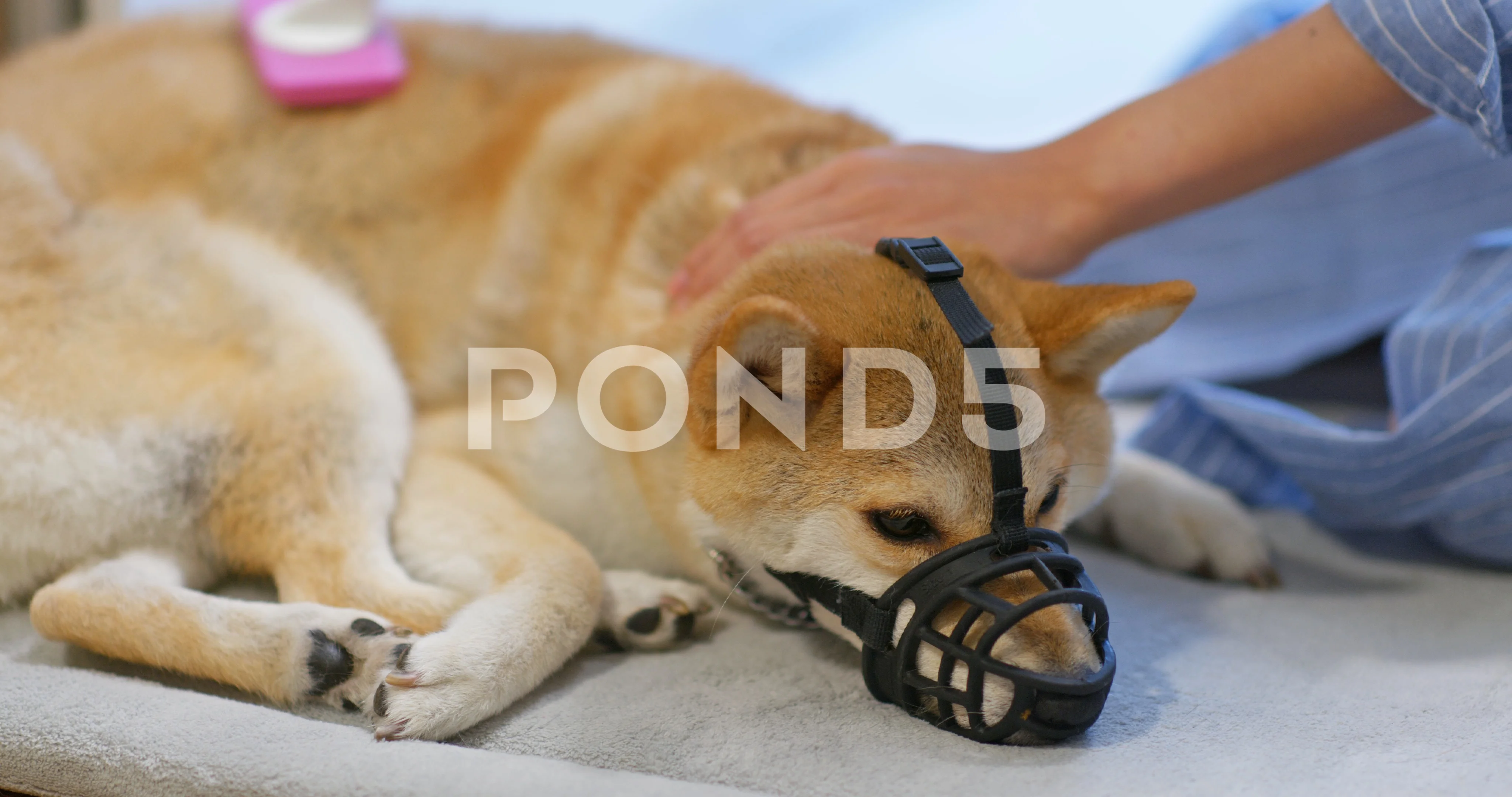 Shiba hotsell inu brush