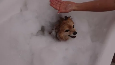 Dog Bubble Bath Royalty-Free Images, Stock Photos & Pictures