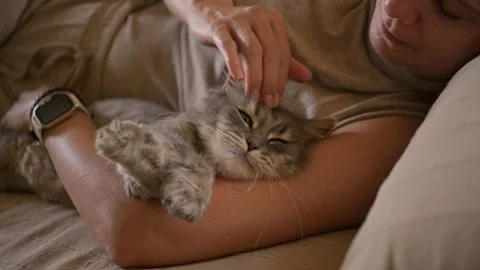 Woman caressing cat on sofa Stock Footage 269353664