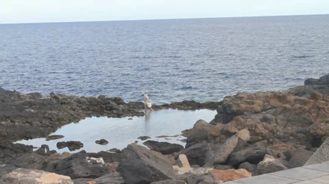 A woman catch crab , Fuerteventura, Canary Island Stock Footage