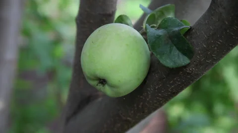 Woman checking apple size, tree, farmer, orchard, agriculture, close up Stock Footage 40669009
