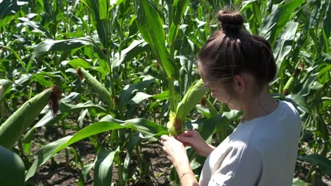 Woman Checking Corn Cob Growth in Agricultural Field 스톡 동영상 342330105