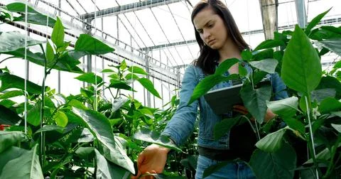 Woman checking eggplant while using digital tablet in green house 4k Stock Photos