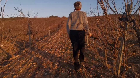 Woman checking out the vineyards Stock Footage 124803953
