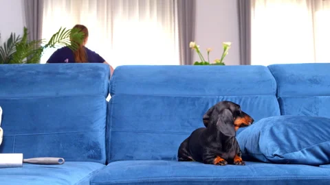 Woman cleaning behind sofa while dachshund dog watches at home Видео 341912252