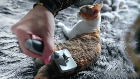 A woman combing calico Devon Rex cat with a brush Stock Footage 234659872