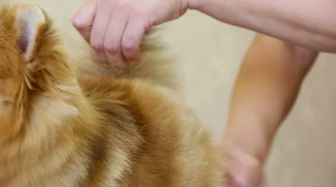 Woman combing a little funny dog in the room Stockbeeldmateriaal 59557571