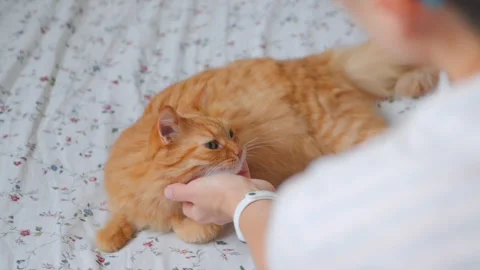 Woman combs cute ginger cat with massage brush for body. Fluffy pet purrs with Stock Footage 221924404