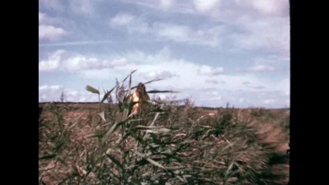 Woman in Cornfield Stock Footage 274200186