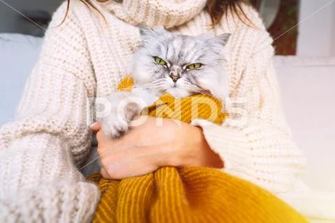 Cat sales holding sweater