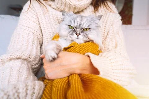 Cat shop holding sweater