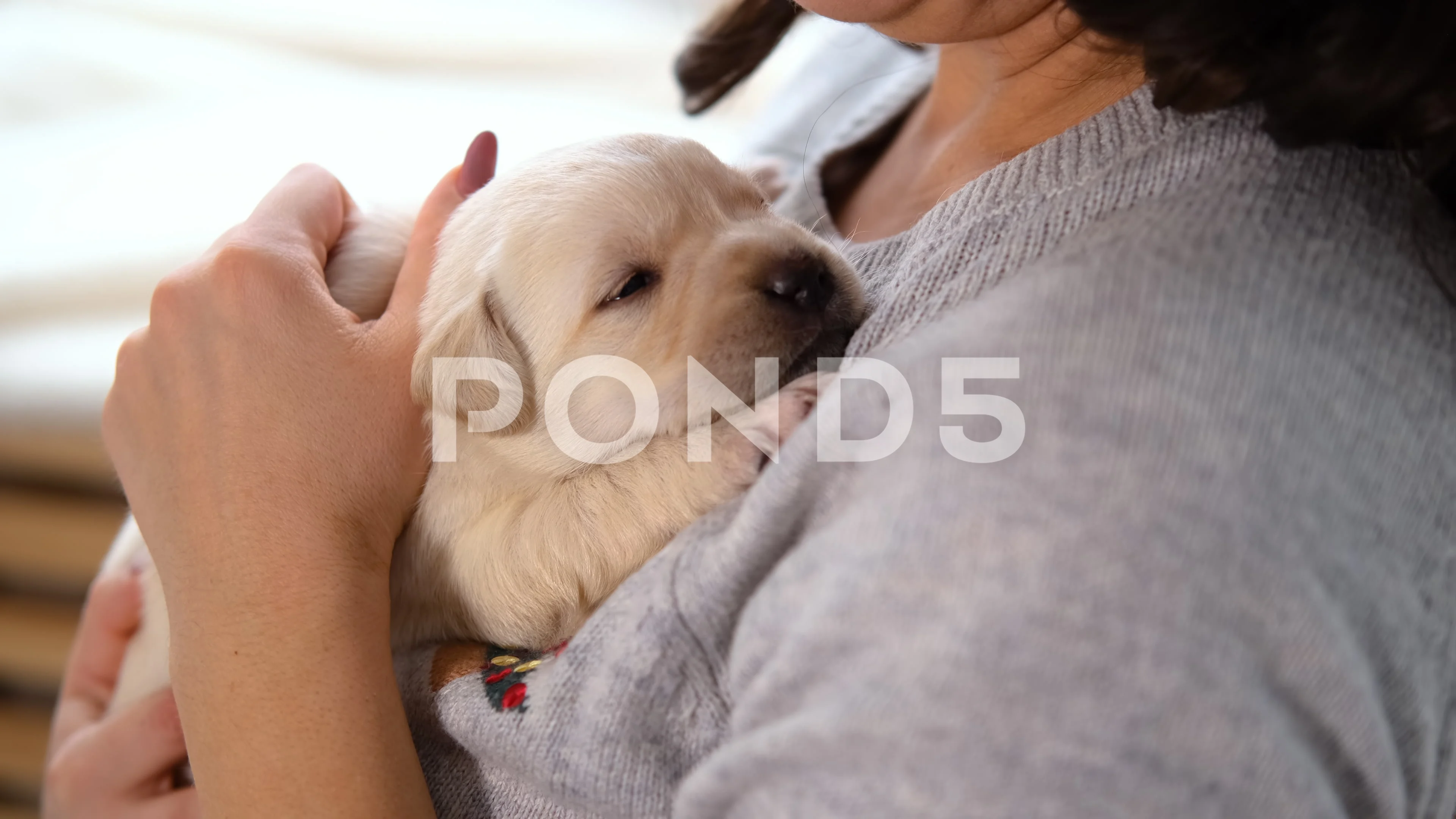 do labradors cuddle