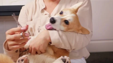 woman cuts hair on paws of corgi, Stock Video Pond5