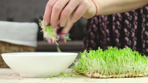 Woman cuts microgreens. selective focus. Stock Footage 146663243