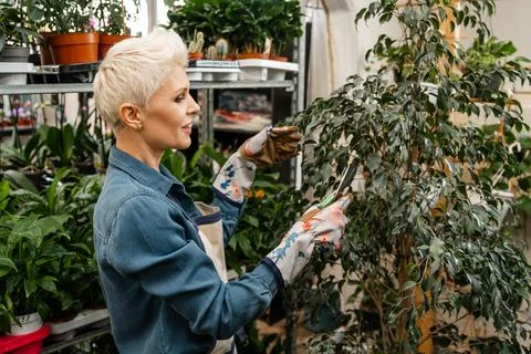 A woman cuts using modern pruning shears houseplant. Home gardening. Foto stock