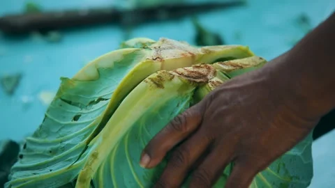 Woman cutting a cabbage with a sharp knife in the farm Stock Footage 148699286