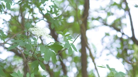 Woman cutting elderflowers from a tree with scissors in park Stock Footage 76135064