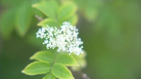 Woman cutting elderflowers from a tree with scissors in park Stock Footage 76135733