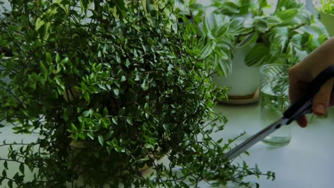 Woman cutting plant branches with scissors Stock Footage 236559341