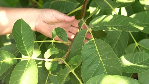 Woman is cutting a walnut tree. Slow motion Video stock 80051484