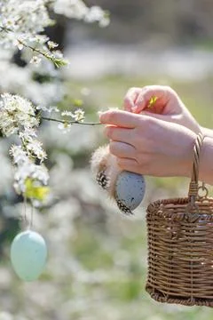 Woman decorating spring tree with Easter egg and feather Стоковые фото