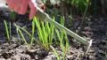 Woman digs up the soil near young green plants HD Footage