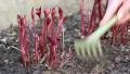 Woman digs up the soil near young red plants HD Footage