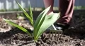 Woman digs up soil near young green plants HD Footage