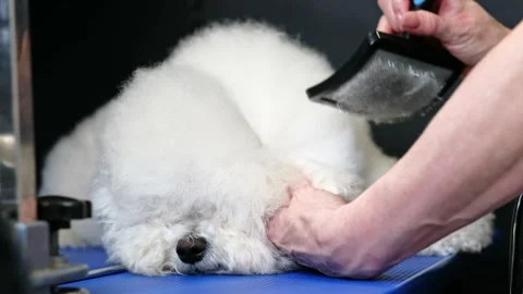 A woman disassembles the tangles of a Bichon Frise dog Stock Footage 251319311