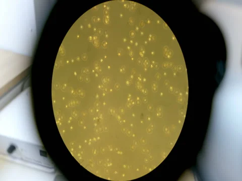 Woman doing science test with a microscope at her workplace, inside Stockbeeldmateriaal 75452300