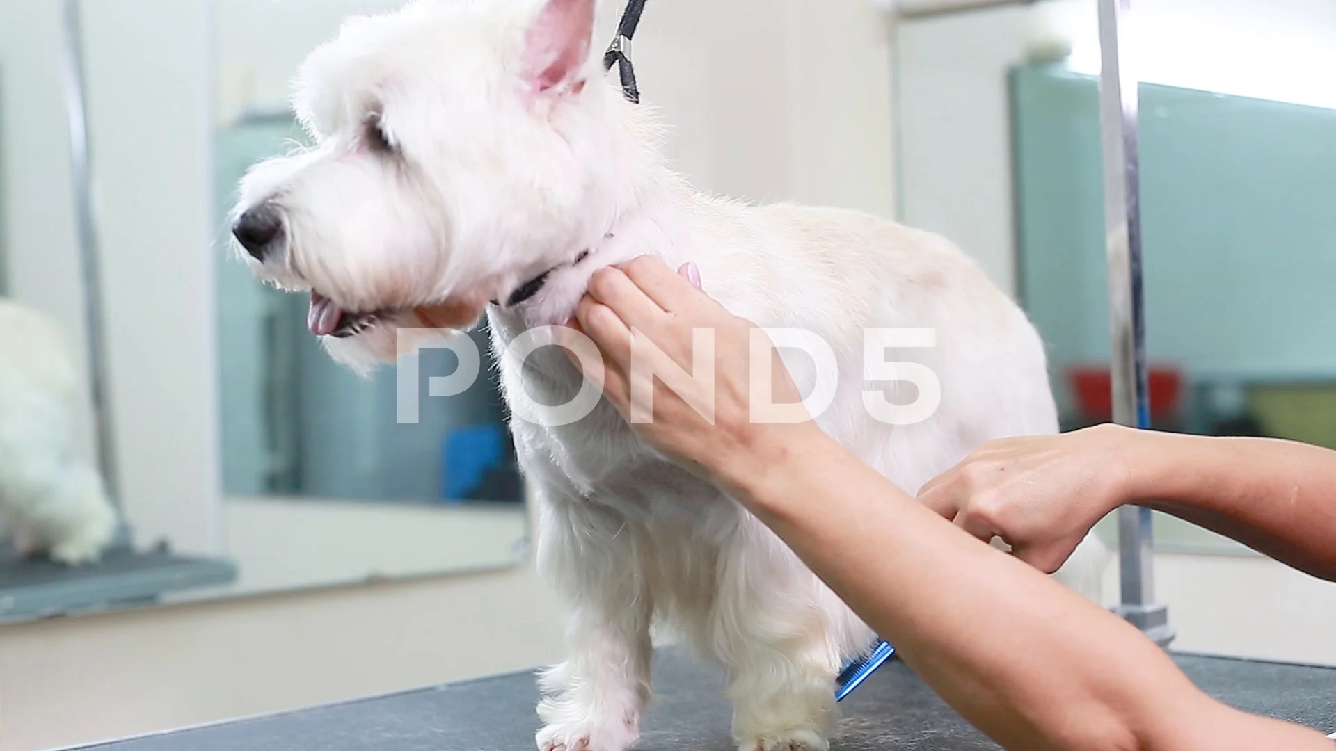 Woman Doing A White Dog A Haircut Video Clip 101229772