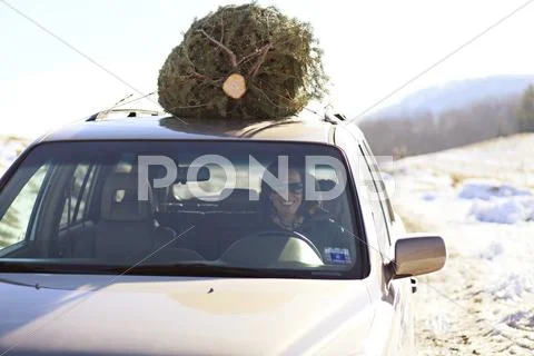 Woman driving Christmas tree home on car roof Stock Photos