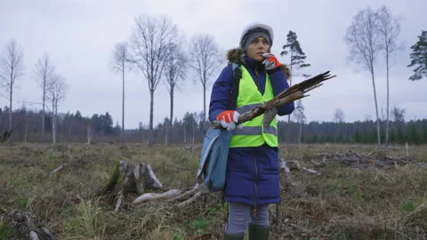 Woman engineer checking condition of renewal forest Stock Footage 144784682