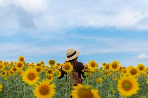 Woman is enjoy traveling inside sunflower field plantation Stock Photos