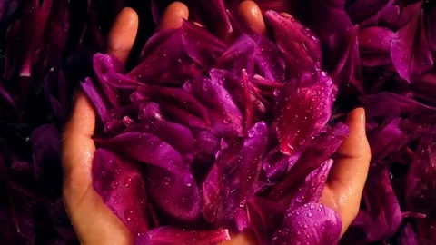 Woman enjoying petals of peony flower and falling water drops in her hands Stock Footage
