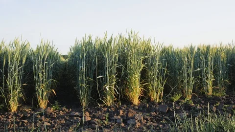 Woman farmer Stock Footage 92111753