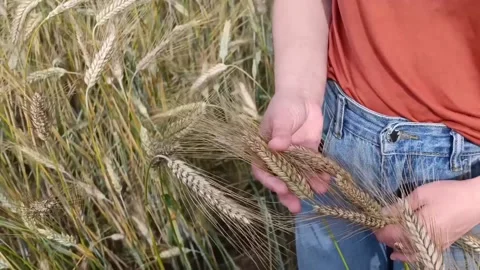 Woman farmer hands eafs of rye wheat summer field bread bakery nature meal Stock Footage 218302451