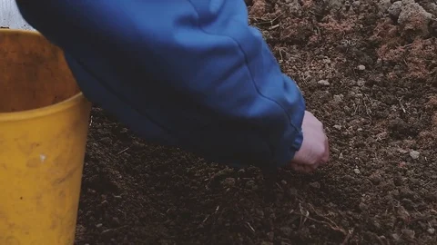 Woman farmer planting onions in the greenhouse in early spring Stock Footage