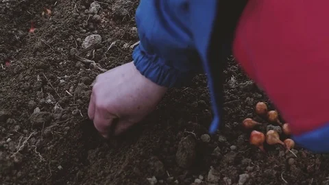 Woman farmer planting onions in the greenhouse in early spring Stock Footage