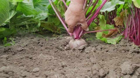 Woman farmer pulls beets from the ground Stock Footage 137660967