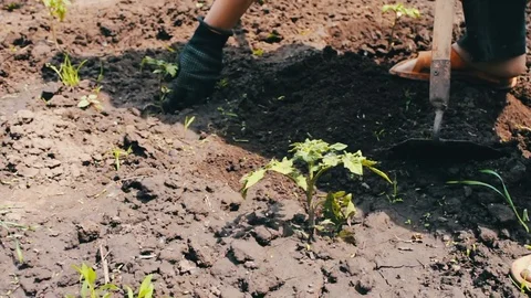 A woman farmer weeds the garden, cleans weeds around young green plants,Person Stock Footage