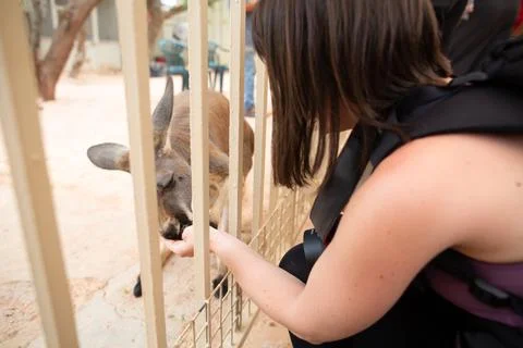 Woman feed kangaroo in Coober Pedy animal rescue station or shelter Stock Photos