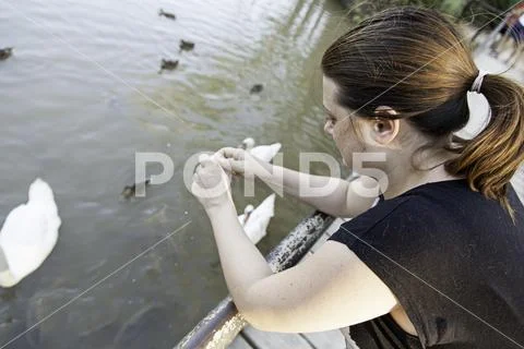 Woman feeding ducks in natural park, animals Stock Photos