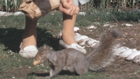 Woman Feeding Eastern Gray Squirrel In New York City Park 1960s Stock Footage 339656640