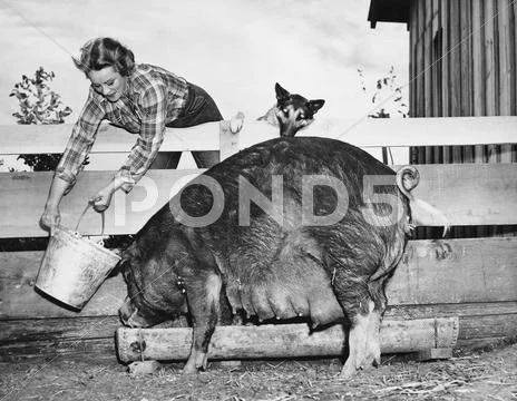 Woman feeding pig Stock Photos