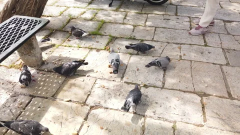 A woman feeds pigeons Stock Footage 252135850