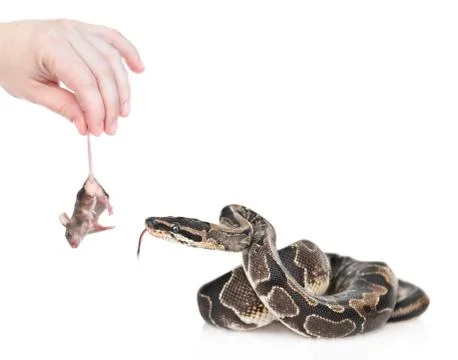 Woman feeds python with mouse. Isolated on white background Photos