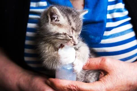 Woman feeds a small gray kitten from a bottle Stock Photos